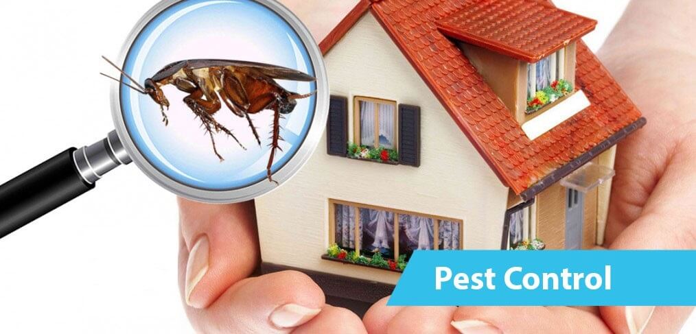 pest-control-service
