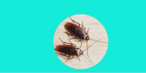 cockroaches-pest-control-service