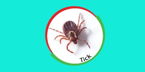 ticks-control-service