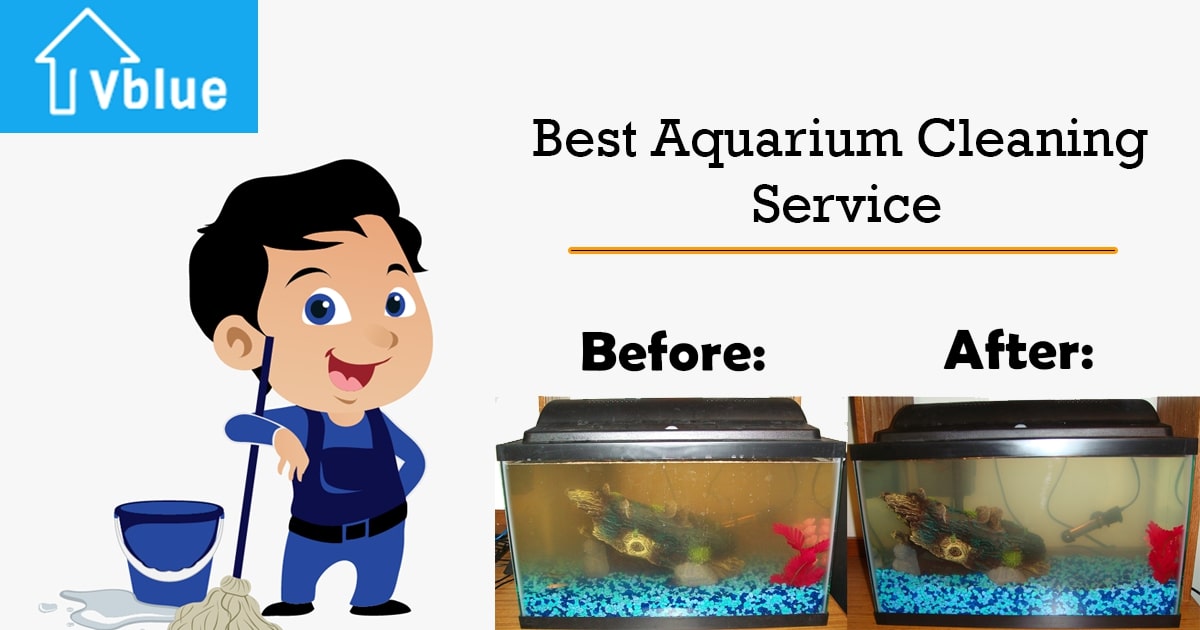 Aquarium Maintenance